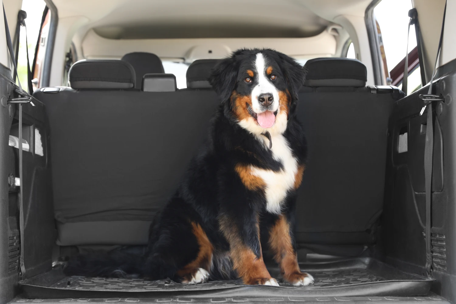 Volkswagen Tiguan Dog Safety Belt for Bernese Mountain Dogs