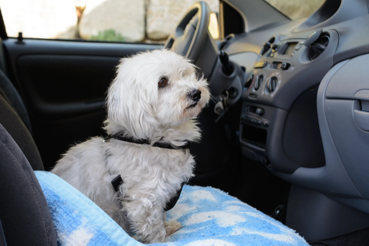 Nissan Altima Dog Carrier Car Seat for Havanese